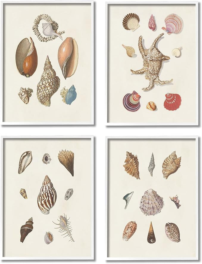 Stupell Industries Seashell Aquatic Life Latin Studies Detailed Beach Nature 4pc set Framed Wall ... | Amazon (US)