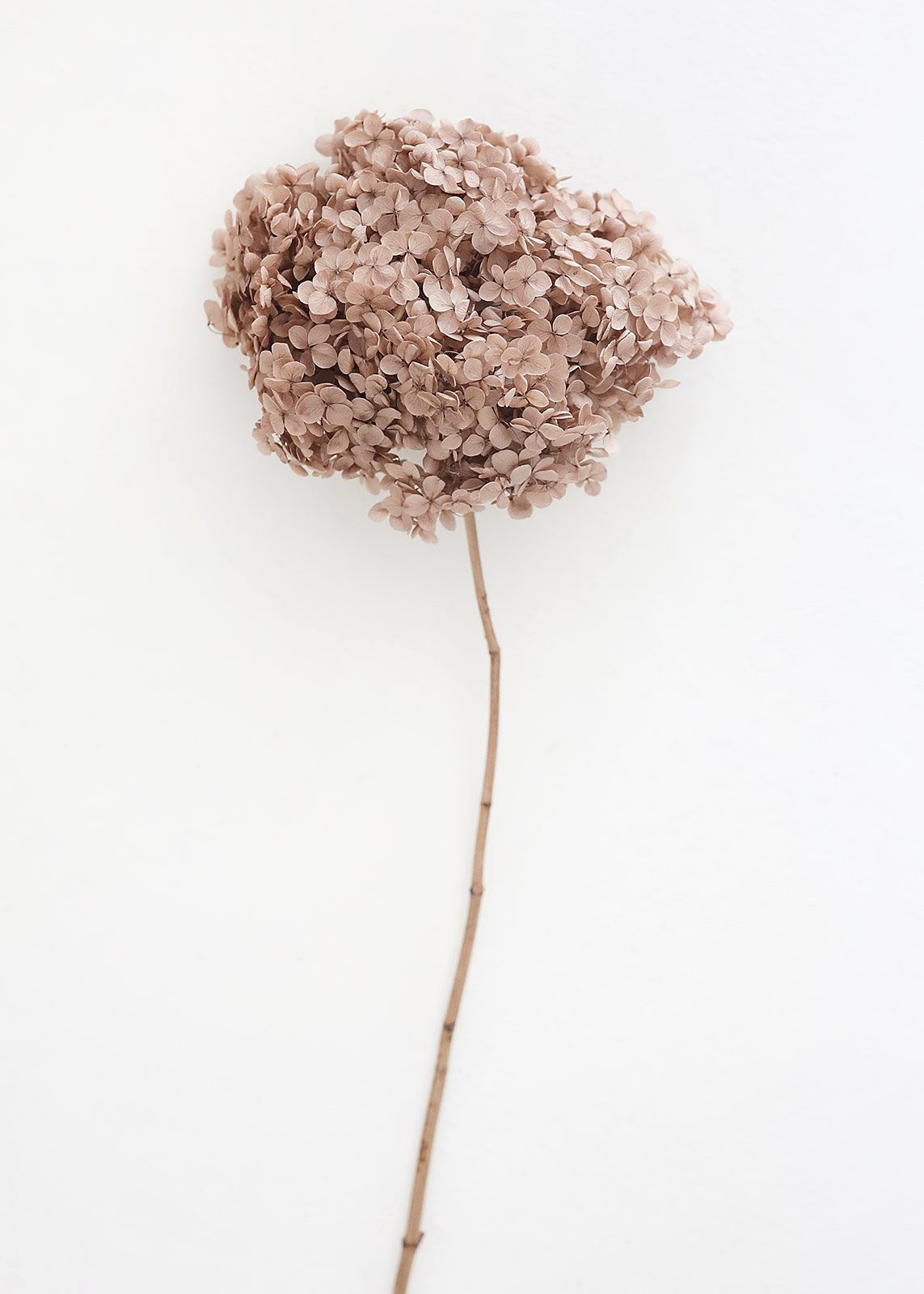 Preserved Taupe Hydrangea Full Bloomed - 8-10" Bloom | Afloral (US)