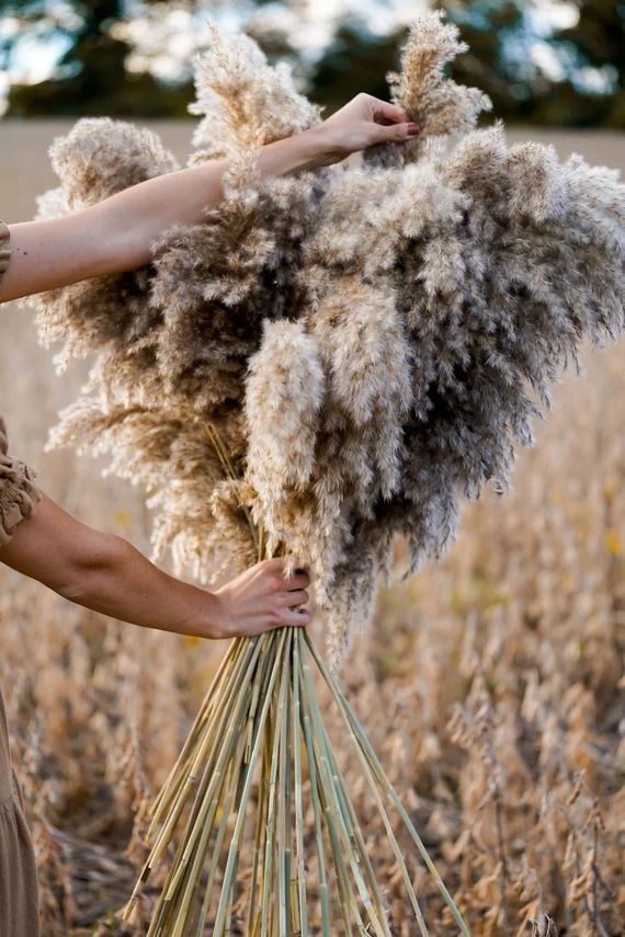 Brown Boho Pampas Grass: Dried Floral | Etsy (US)