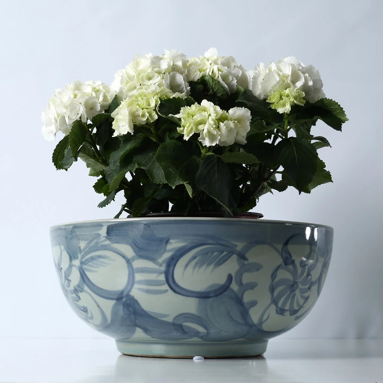 Red Barrel Studio® Borgeson Porcelain Decorative Bowl | Wayfair | Wayfair North America