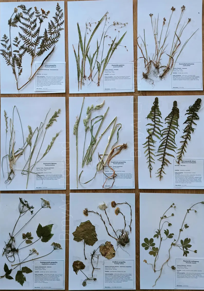 Herbarium 50 Species Herbs Dried, Pressed - Etsy | Etsy (US)