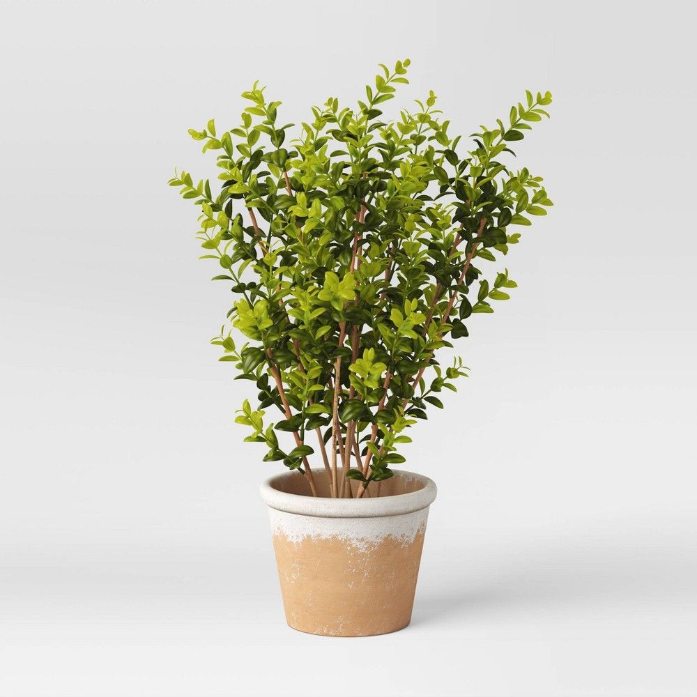 Artificial Medium Boxwood in Terracotta Pot Green - Threshold™ designed with Studio McGee | Target