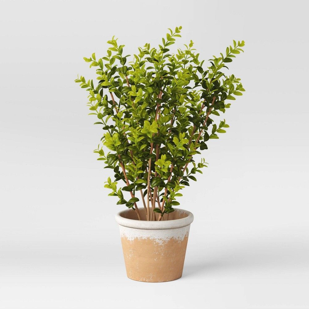 Artificial Medium Boxwood in Terracotta Pot Green - Threshold designed with Studio McGee | Target