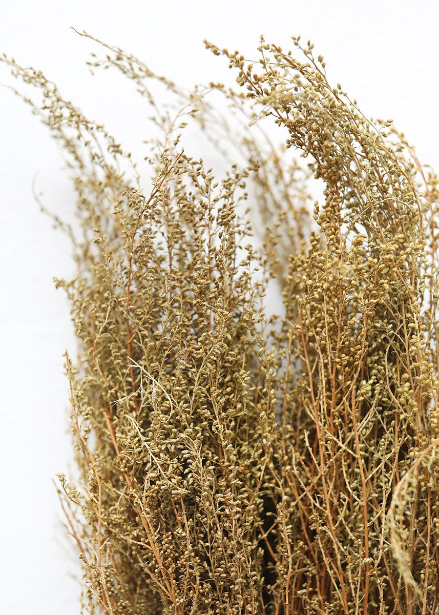 Natural Solidago Goldenrod Dried Flowers - 12-20 | Afloral (US)