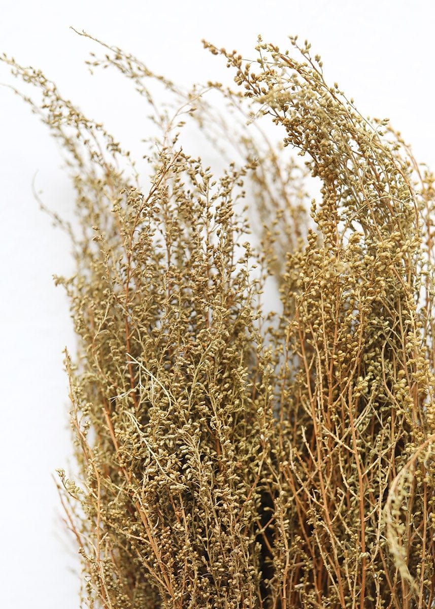 Natural Solidago Goldenrod Dried Flowers - 12-20 | Afloral (US)