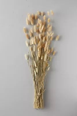 Dried Lagurus Bunch | Anthropologie (US)