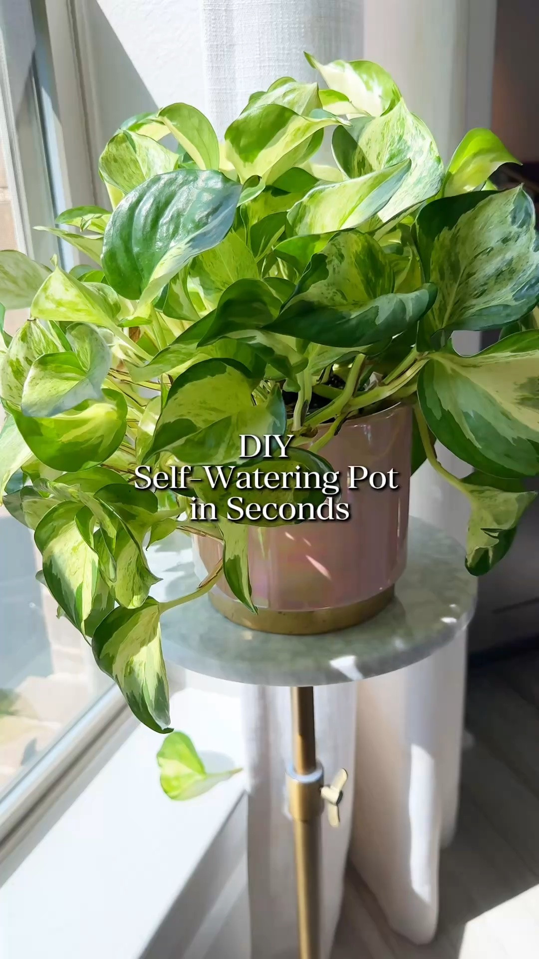 Push the spike into your soil, add water to the bottom of the outer pot, and it slowly wicks moisture up to the roots automatically. No complicated setup, nothing fancy.

One important tip: let all the water fully absorb before refilling, and wait for the soil to dry out between waterings. This keeps roots healthy and prevents rot.

They also come in different sizes so they work for everything from tiny herbs to larger houseplants.

Fill it up before you leave and your plants are covered while you’re away. 🌴

#selfwatering #planthack #plantcare #plantmom #diygarden

#LTKOver40 #LTKHome #LTKdayinmylife