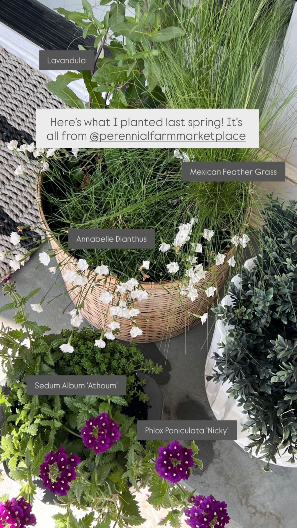 It’s almost time to give your front porch a spring glow up!!! Last year, we painted our front door “Pigeon” by Farrow & Ball and it’s made our porch so much brighter. 

I also like to plant several types of grasses and perennials to create a layered look that grows all season long — and mixing and matching  planters of various sizes, materials and heights is fun! Linking some favorites currently in stock to help you get a similar look…  

#LTKdayinmylife #LTKSeasonal #LTKHome