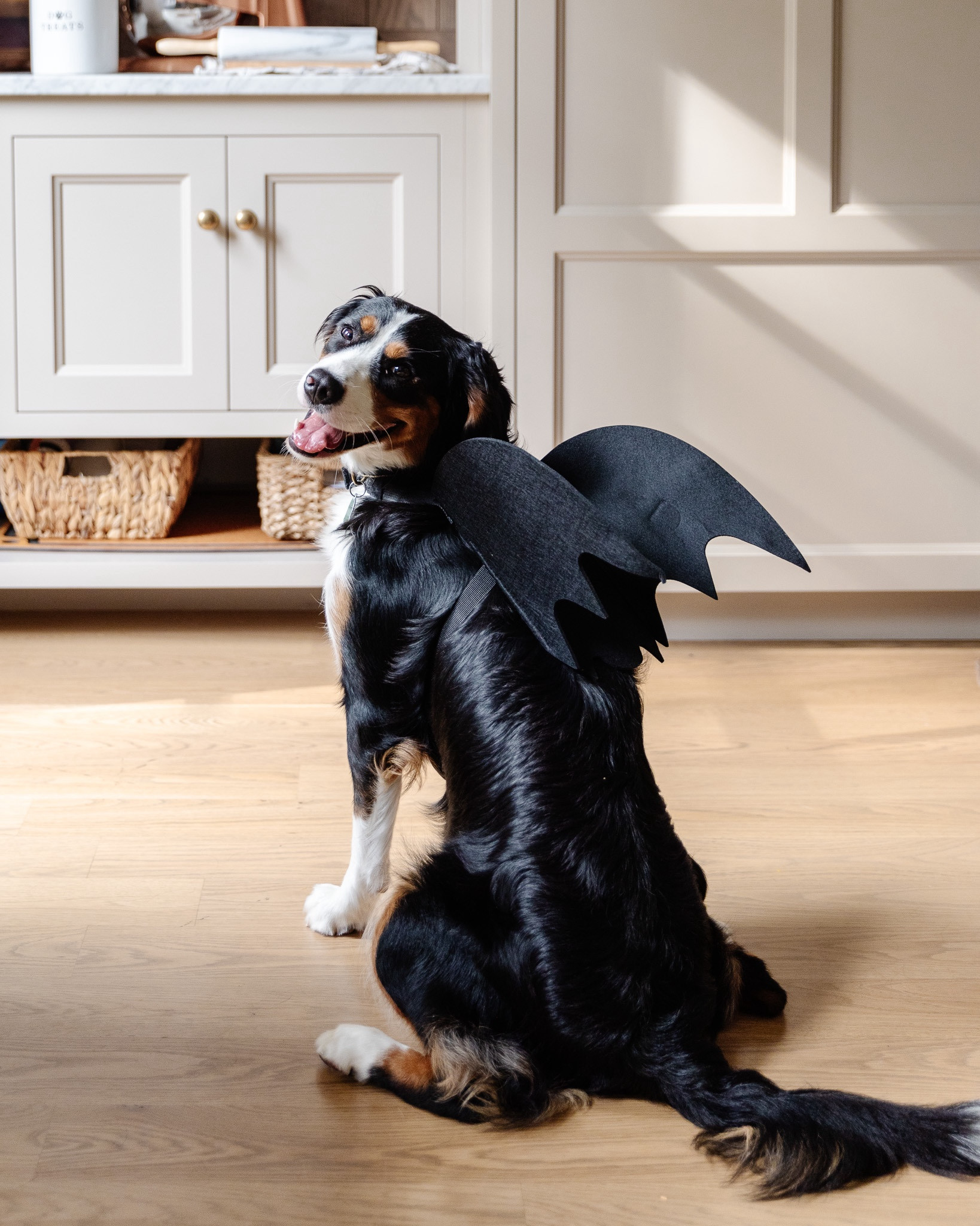 Trick or Treat! 👻 #walmartpartner Cricket’s still deciding what she wants to be for Halloween, and today we did a fashion show in which she got to show off her best Robin, Woody, bat, teddy bear, and UPS delivery worker. 
@Walmart #WalmartPartner

#LTKFamily #LTKFindsUnder50 #LTKSeasonal