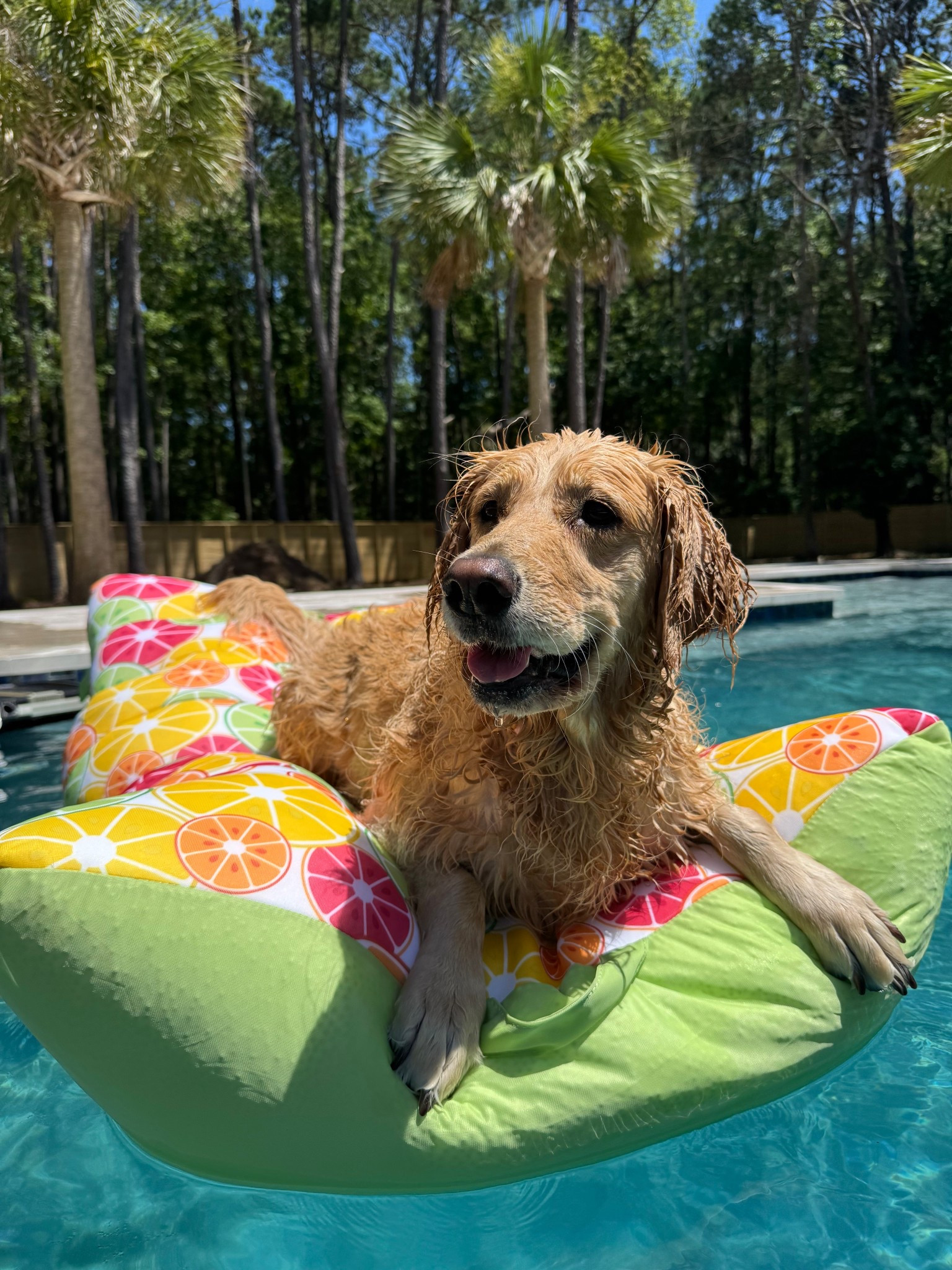 New pool float for the summer we are loving from amazon! 👙🍊 it’s a lot more affordable than our other ones & it comes in several patterns / colors! 

Amazon finds / outdoor / swim / pool faves / Holley Gabrielle 

#LTKFindsUnder100 #LTKHome #LTKSwim