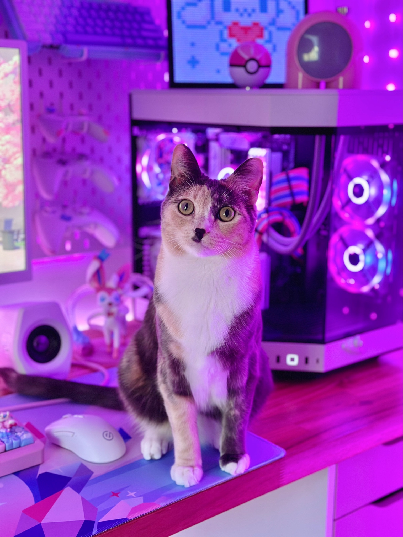 Panko the Gamer Cat! 🎮💜 She looks so cute sitting at my gaming setup! 😻

Linked many of the items featured below, along with similar products + alternatives for anything that is no longer available! 💕

💗⭐️💗⭐️💗⭐️💗

Sylveon gaming setup, PC build, Pokemon gaming setup, Sylveon desk setup, pastel decoration ideas, cute decorations, gaming PC, Sylveon figure, RGB lighting, PC parts, HYTE PC build, Gigabyte GPU, Funko Pop, cute accessories, desk setup ideas, gaming PC setup, IKEA pegboard, Elecom Speakers, cats, cat, kitten

---

#LTKHome #LTKstorytime #LTKSaleAlert