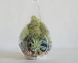 Prismatic Gardens Air Plants Hanging Teardrop Terrarium Kit – Superb Mini Botanical Decorative Glass | Amazon (US)