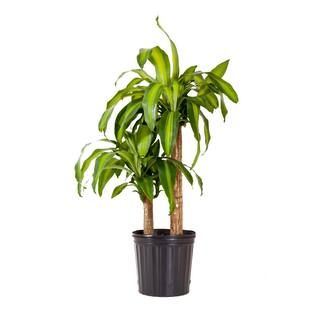 United Nursery 28 in. to 34 in. Tall Dracaena Mass Cane Corn Plant 2 Stem Plant in 9.25 in. Growe... | The Home Depot