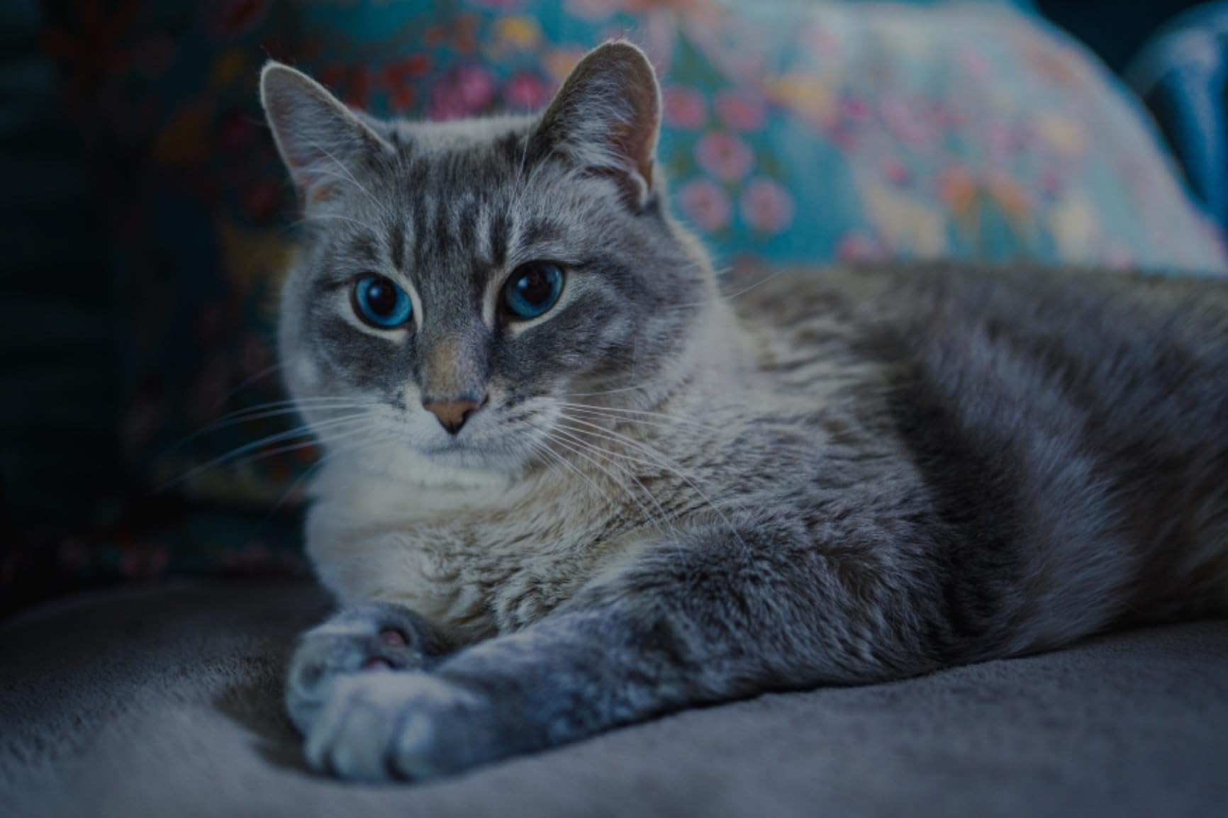 Sony FE 35mm F1.8 Large Aperture Prime Lens (SEL35F18F) | Amazon (US)