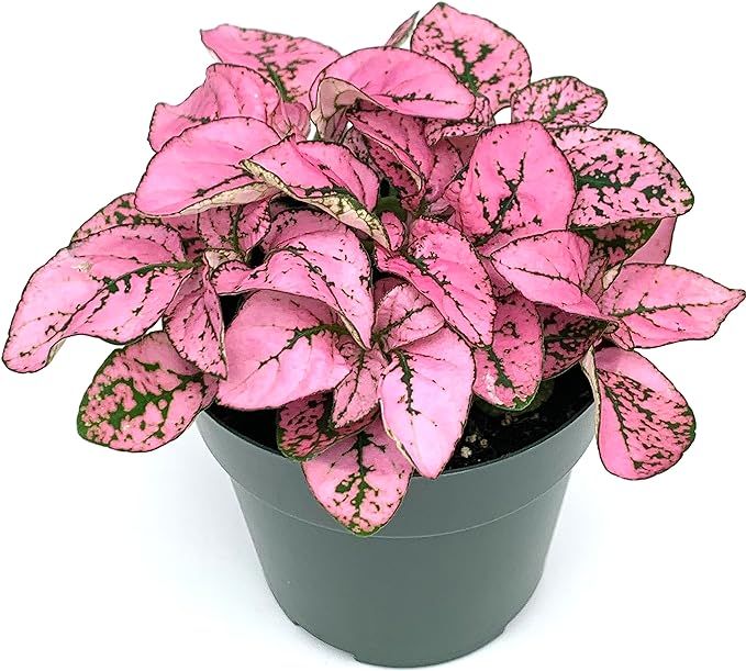 Hypoestes Pink Splash Live Potted House Plants Air Purifying in 2" Pot | Amazon (US)