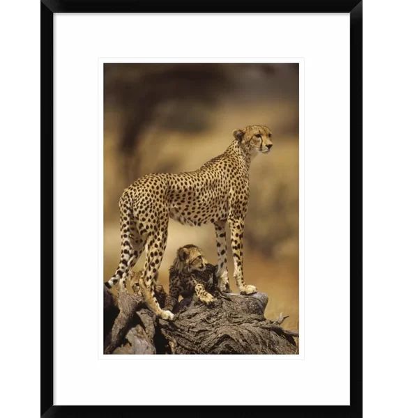 Cheetah Mother With Adolescent Framed On Paper Print | Wayfair North America