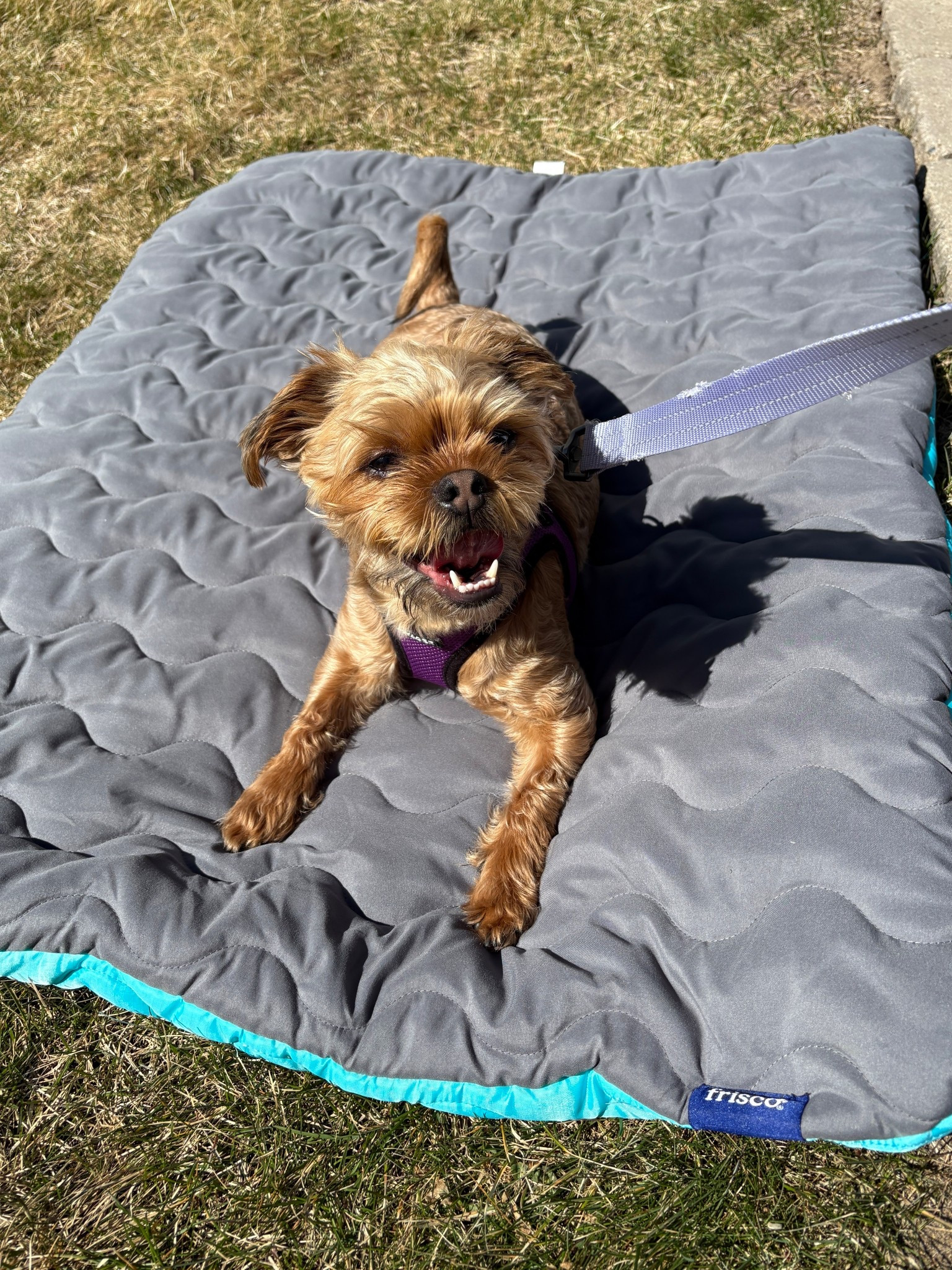 Frisco Travel Pillow Dog Mat Bed with Reusable Storage Bag 🐾

#LTKdayinmylife #LTKHome #LTKmomlife