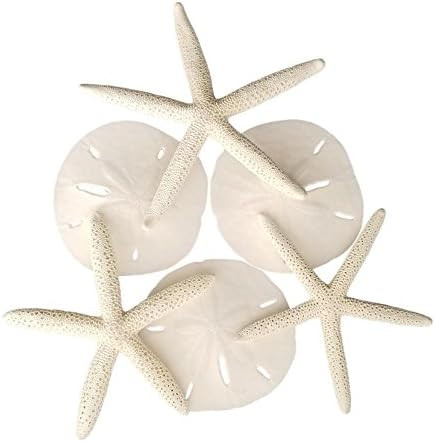 Set of 6 White Starfish and Sand Dollars - 3 Finger Starfish 4 to 6 inch and 3 Sand Dollars 3 to 3.5 | Amazon (US)
