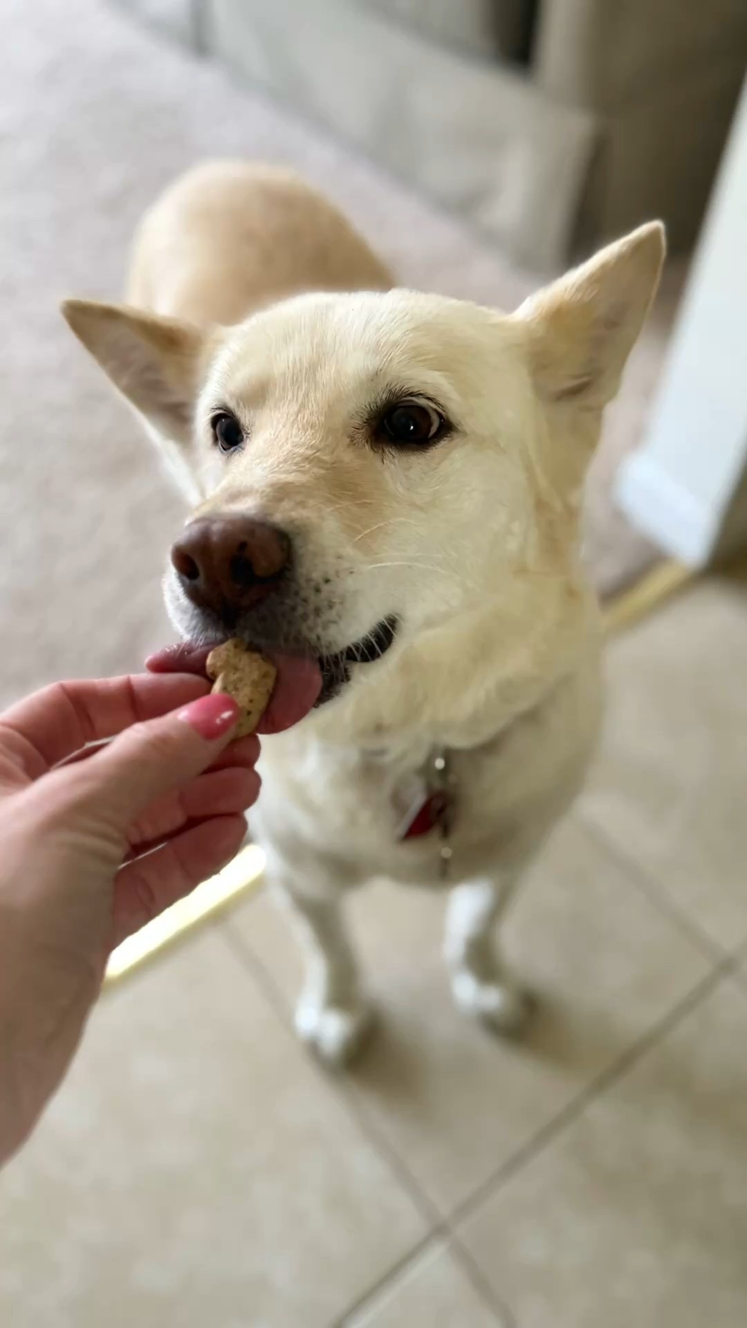 Day in the Life as a Dog Walker  🐾🐕

#dogwalker #dog 

#LTKWorkwear #LTKPets #LTKActive