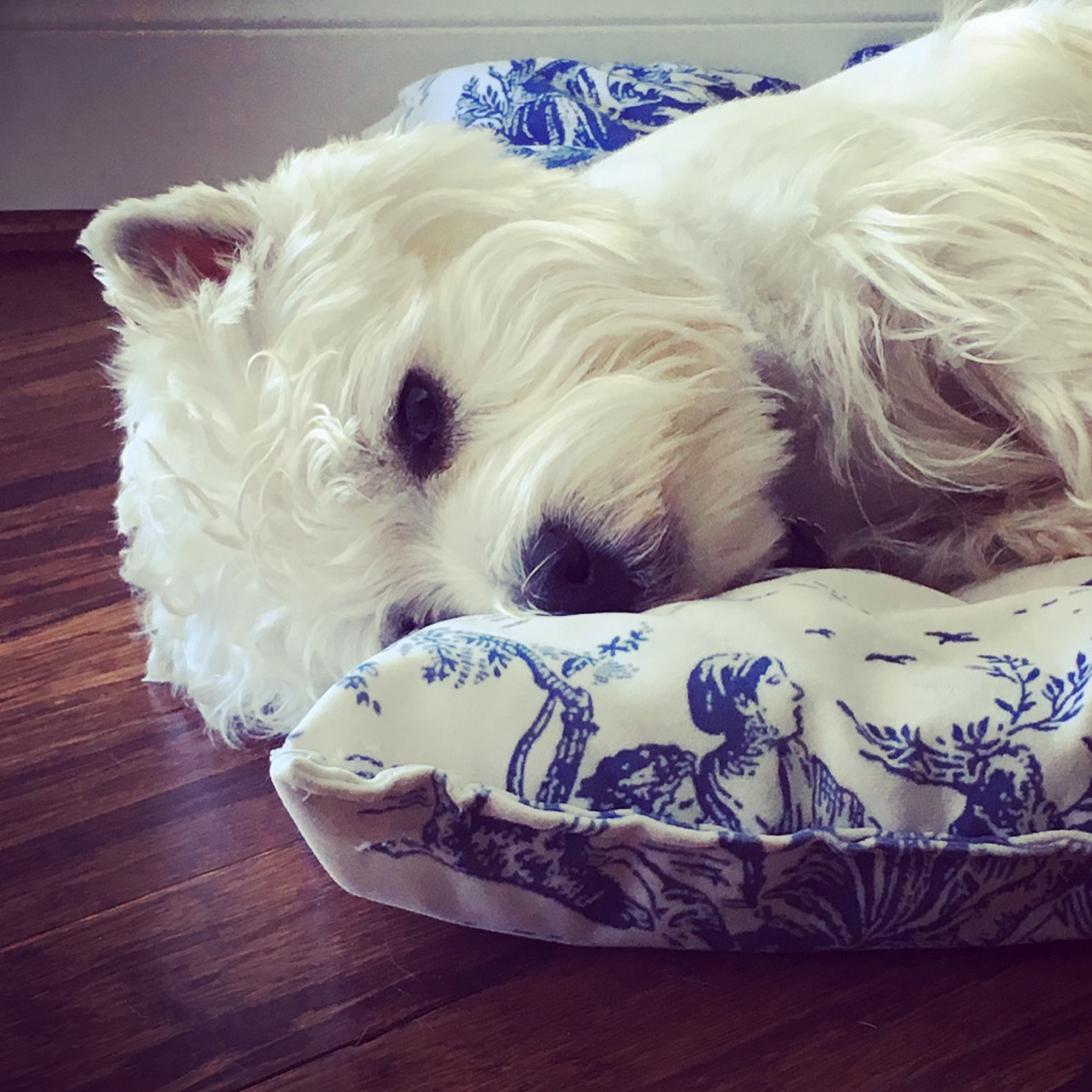 If you love blue and white toile, you’ll want your dog to have a blue and white bed too…
We’ve had this one forever - here’s my top two dupes!

#LTKSeasonal #LTKGiftGuide #LTKHoliday