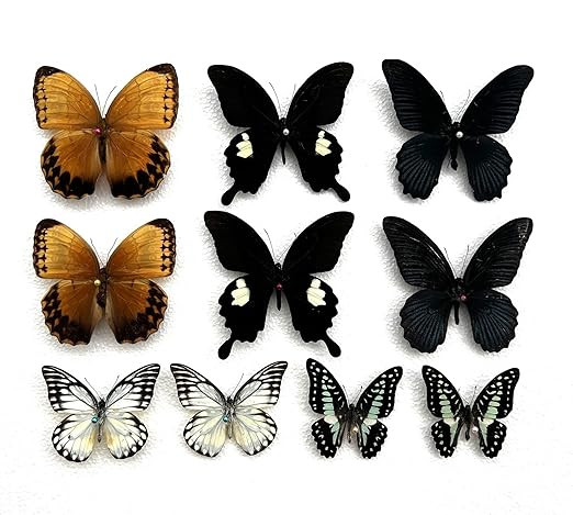 Real Butterfly Specimens Animal Mounted Moth Entomology Taxidermy Oddity Scientific Artwork Craft... | Amazon (US)