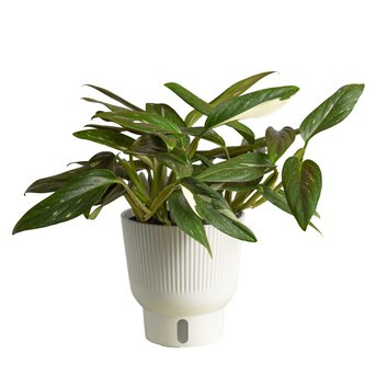 Costa Farms Monstera Cobra House Plant in 6-in Self-watering Pot | Lowe's