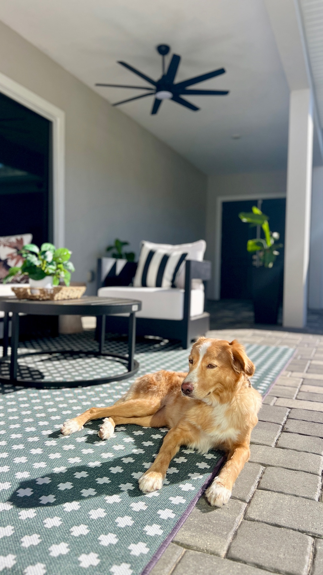 This patio setup clearly needed a refresh (even Sydney agreed 🐾). I swapped out the old setup for a cozy outdoor sofa + armchair set, new side and coffee tables, a textured area rug, and fresh throw pillows — and now it finally feels like an extension of our home. Linked everything for you below so you can recreate it!


#LTKHome #LTKSeasonal #LTKSaleAlert