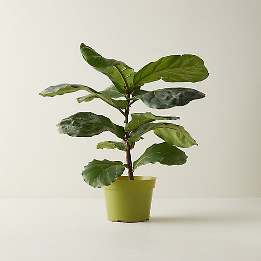 Fiddle Leaf Fig | Terrain