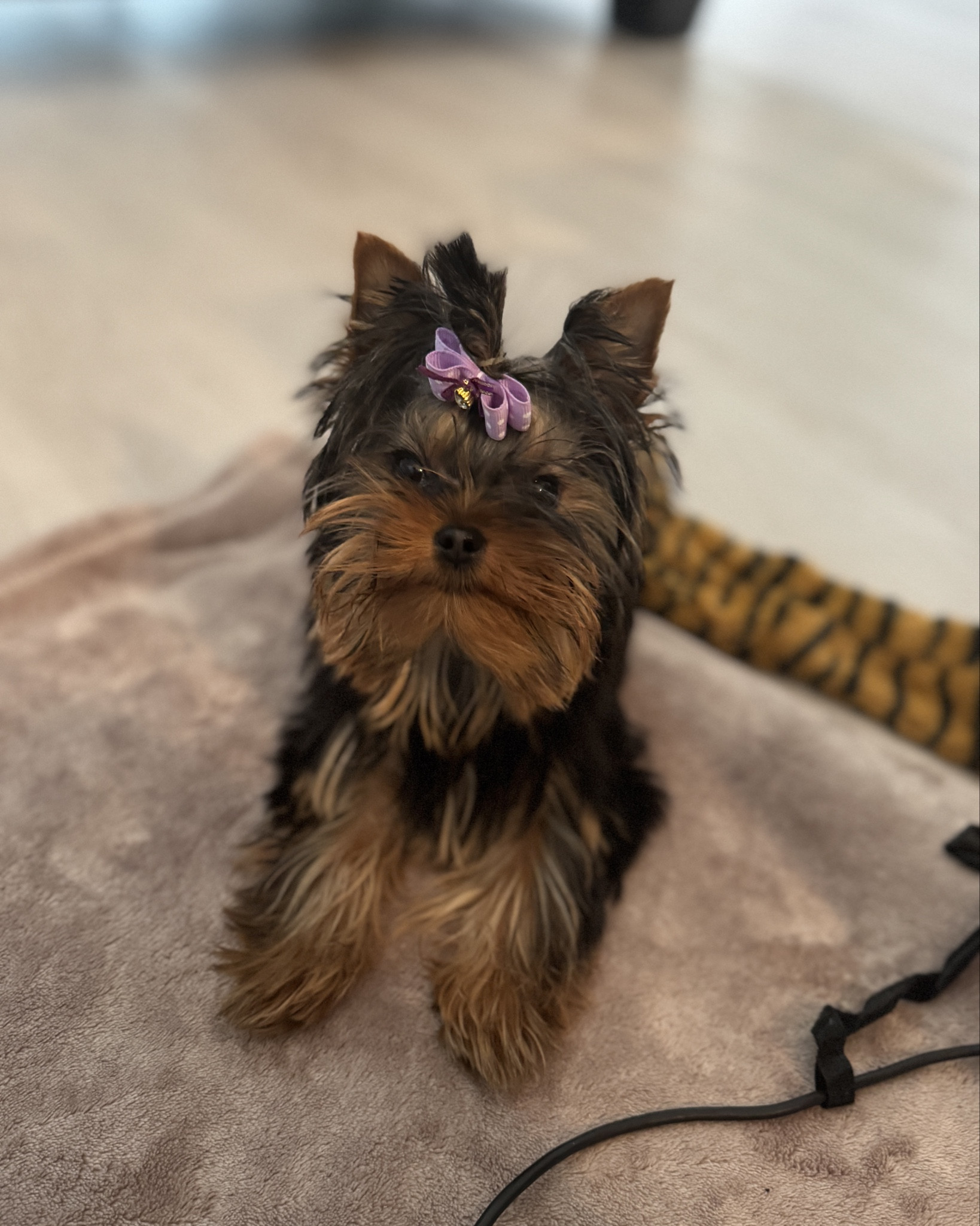 Bows for days! Goldie lives em!

#LTKPets