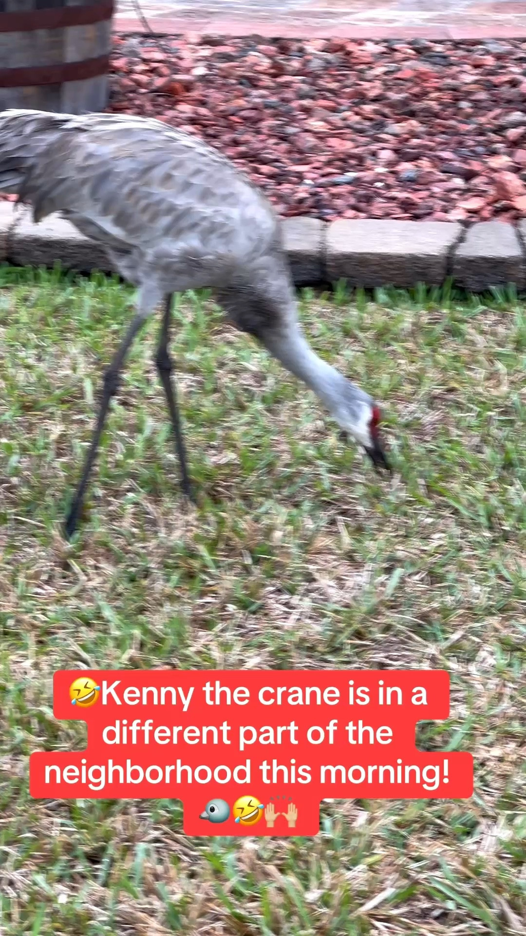 Walking in my Hoka sneakers this morning, I saw Kenny the Sandhill crane in a different part of my neighborhood.

He’s so cute. I love seeing him. Linking my Hoka sneakers!




#LTKActive #LTKdayinmylife #LTKfitnessgoals