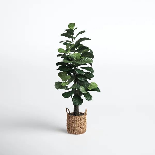 Fiddle Leaf Fig Tree with Basket | Wayfair North America