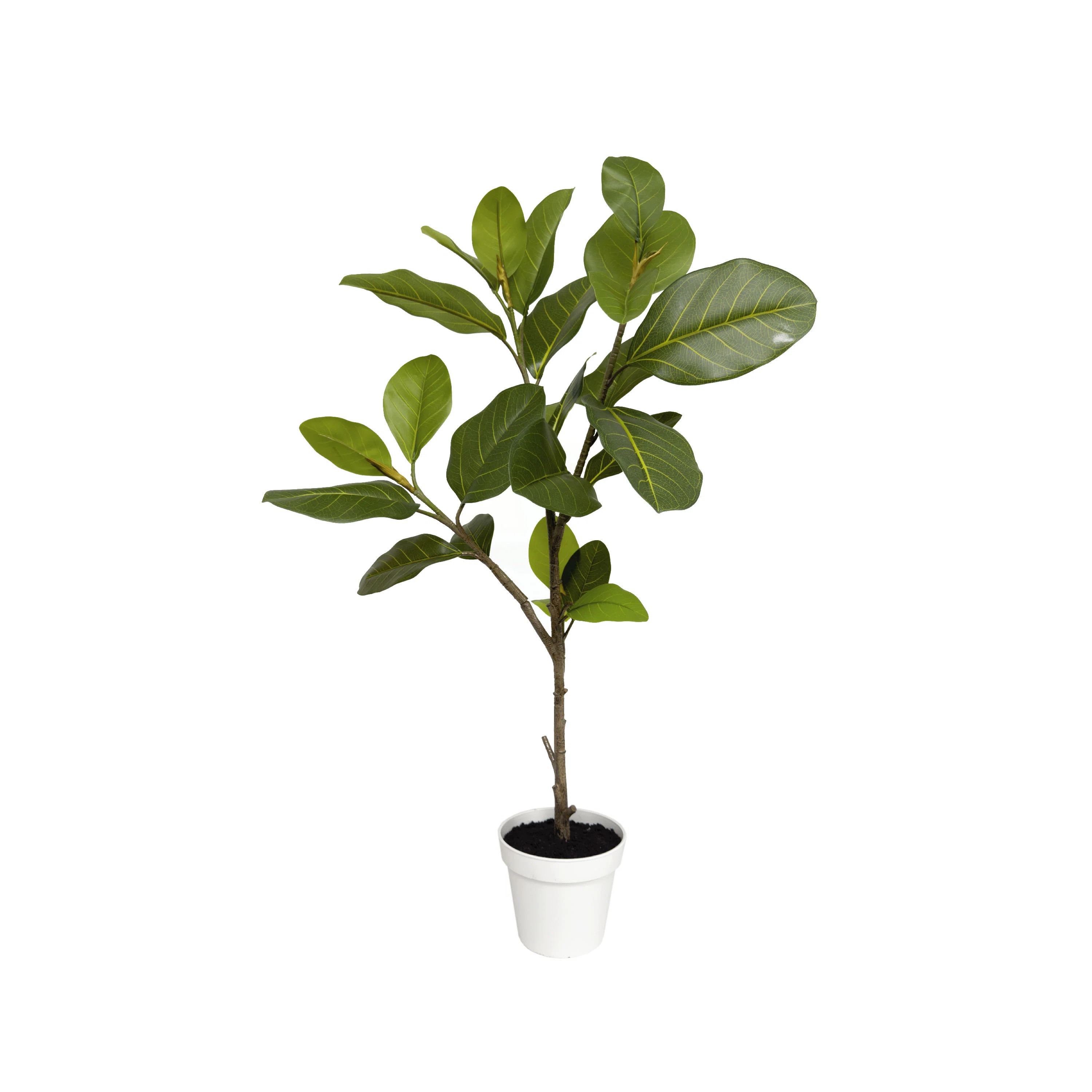 Alpine Ficus | Wayfair North America