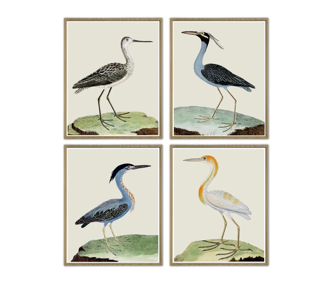 Birds Wall Art Print Set of 4, Antique Bird Illustration, Ornithology Poster, Antique Birds Print... | Etsy (US)