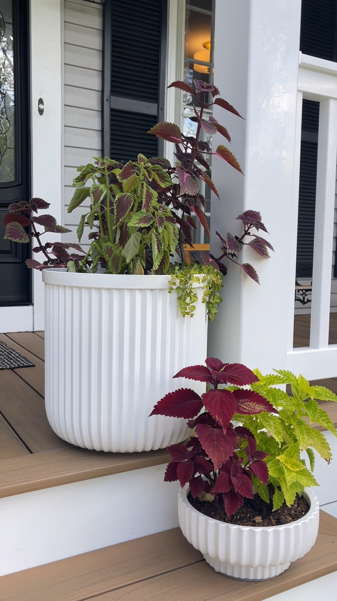Check out our resin planters that have been a front porch staple for a couple of years now! Not only do they look beautiful, but they also withstand cold weather without cracking—unlike our old ceramic pots. And the best part? They're under $30 each! 🌟 

The smaller pot is not resin, so it needs to be brought inside during colder months. 


#HomeDecor #Planters #ResinPots #GardenGoals #BudgetFinds

#LTKVideo #LTKHome #LTKSeasonal