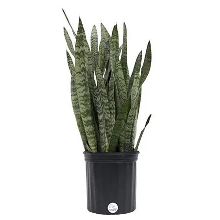 Delray Plants Live 2 to 3 Feet Tall Snake Plant (Sansevieria zeylanica) Easy To Grow Live House Plan | Walmart (US)