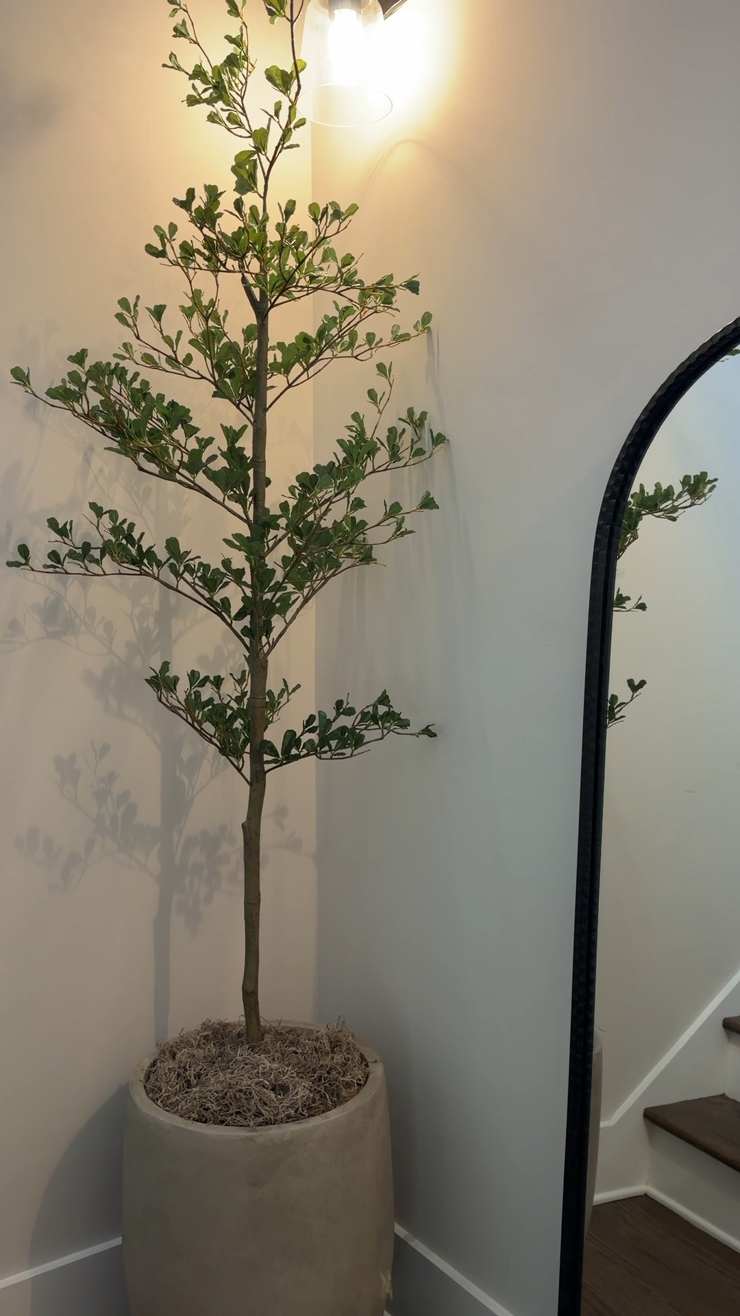 New faux black olive tree for my stairwell corner! 

Stairwell decor, stairs landing decor, corner decorating, corner ideas, faux olive tree, large concrete planter, large planter, stairwell ideas

#LTKmomlife #LTKHome