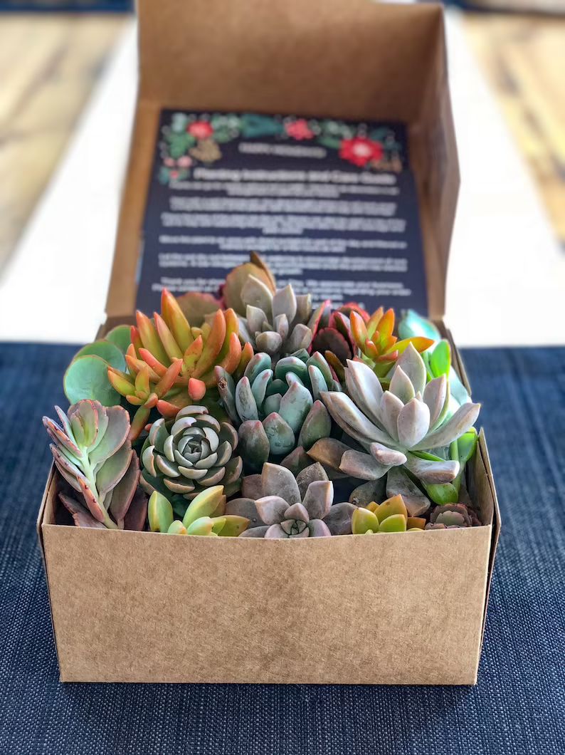 Succulent Gift Box Free Shipping | Etsy (US)