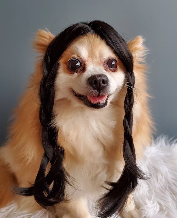Cute pet braided   wig black color  for dog or cat | Etsy (US)