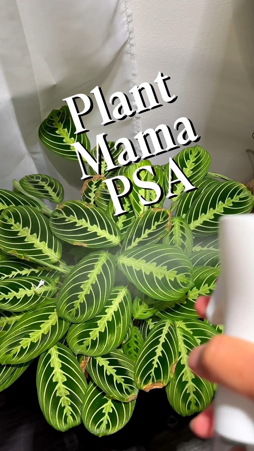 Your Plants Deserve Real Humidity 

#LTKstorytime #LTKFindsUnder100 #LTKHome