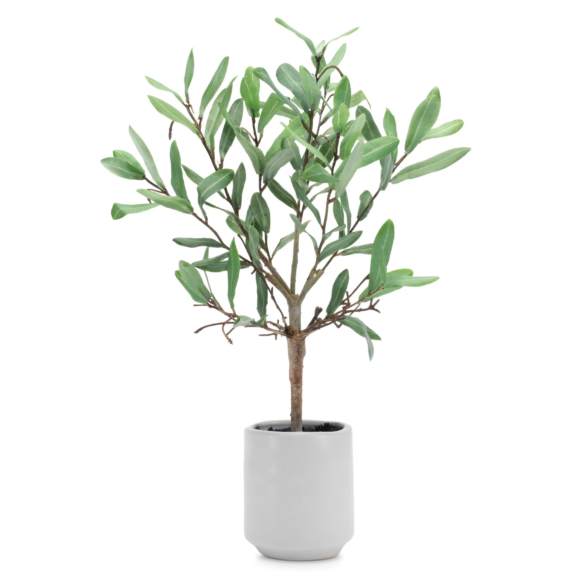 Potted Olive Leaf Topiary 17.5"H | Wayfair North America
