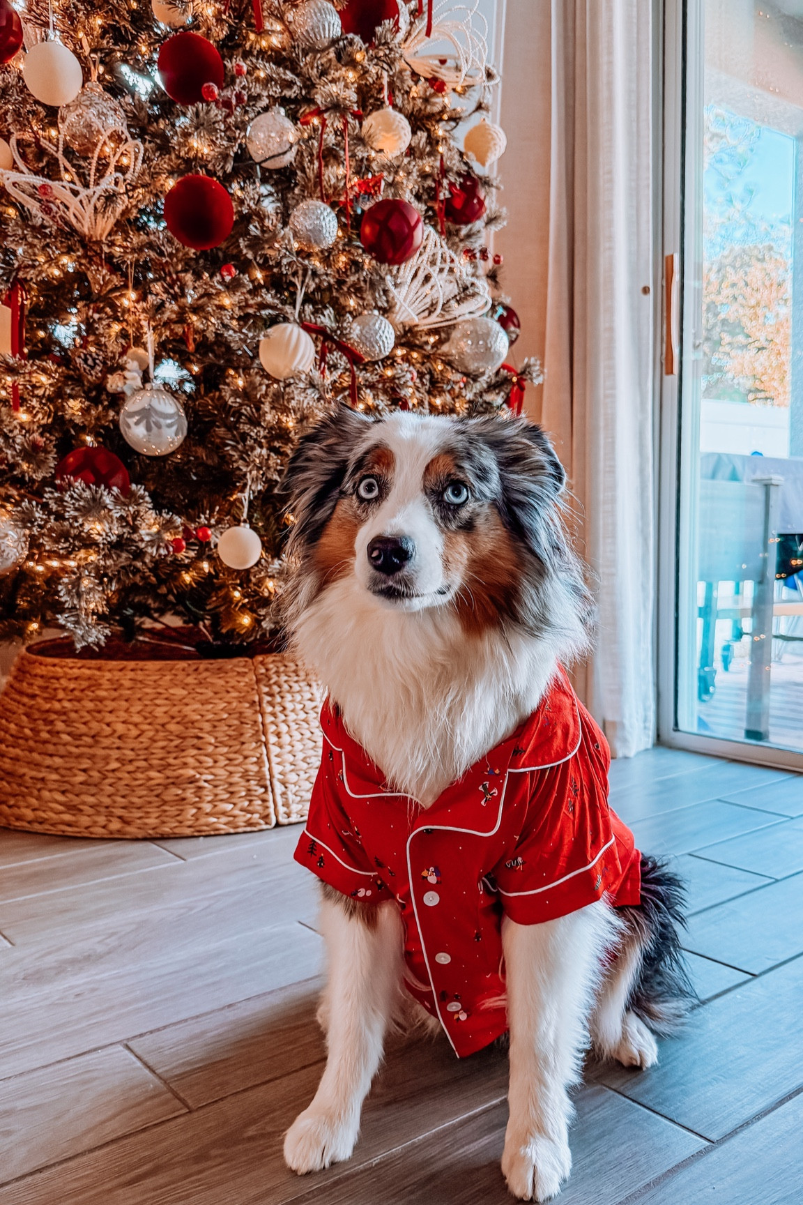christmas dog pjs puppy xmas gift matching house home decor santa tree 

#LTKGiftGuide #LTKHoliday #LTKSeasonal