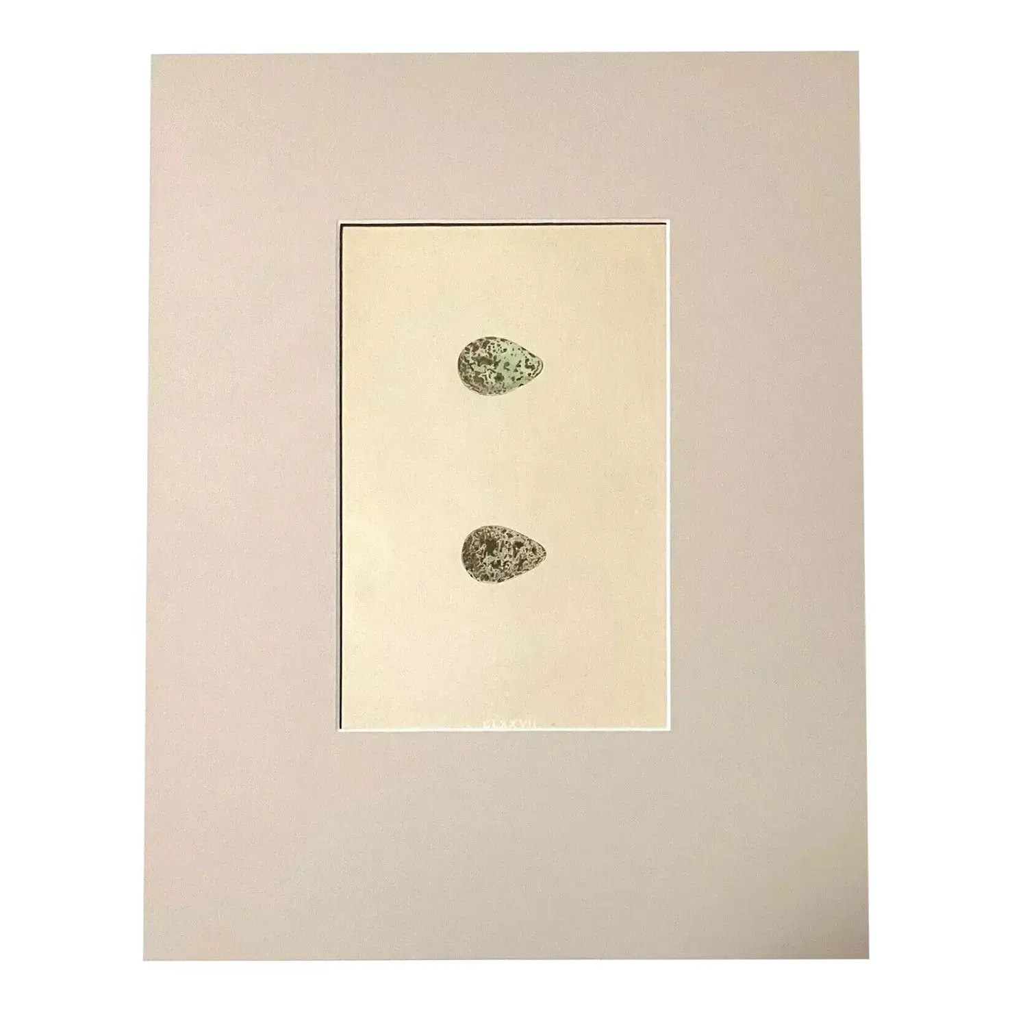 Antique Egg Print, Rev. F O Morris's Natural History, 1867, Common & Jack Snipe | Chairish