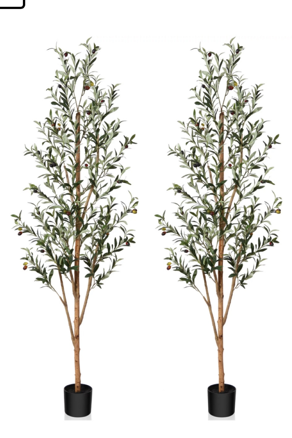 Hermosas plantas de olivo 