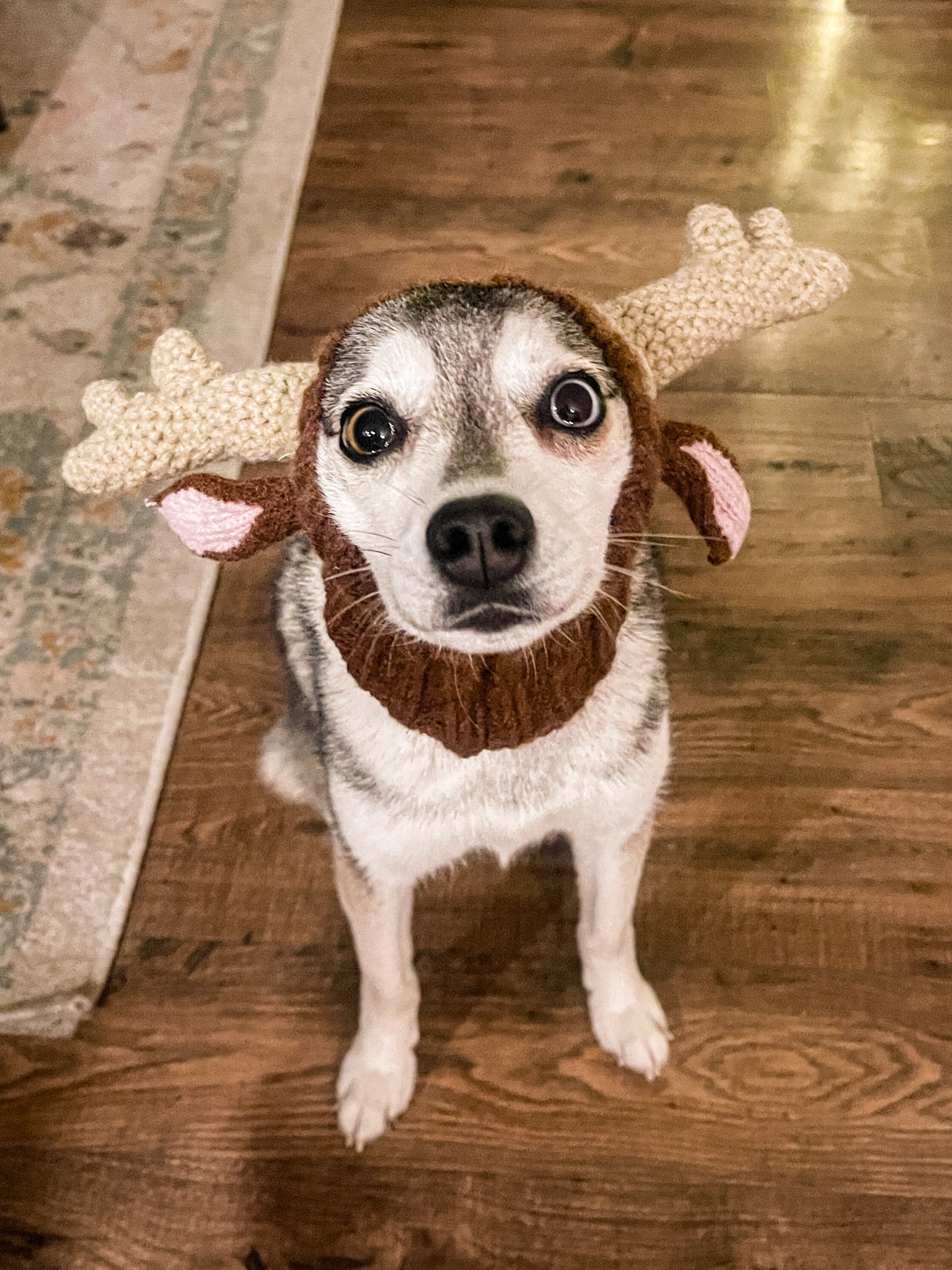 Cutest dog reindeer costume! 

#LTKCyberWeek #LTKHoliday #LTKSaleAlert