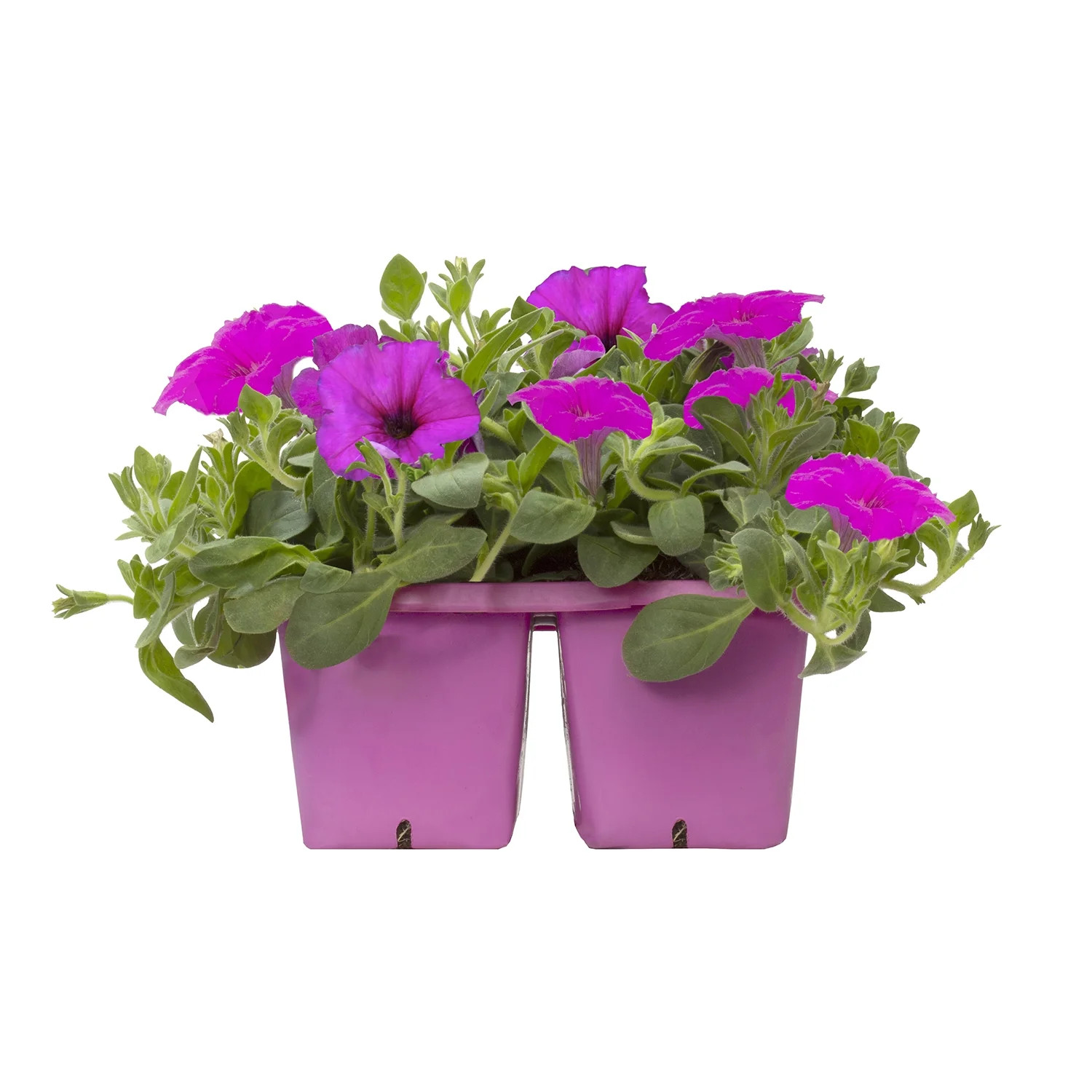 Wave Petunia Pink Petunias Garden 6-Pack, Real Flowers & Live Outdoor Plants, Part Sun | Walmart (US)