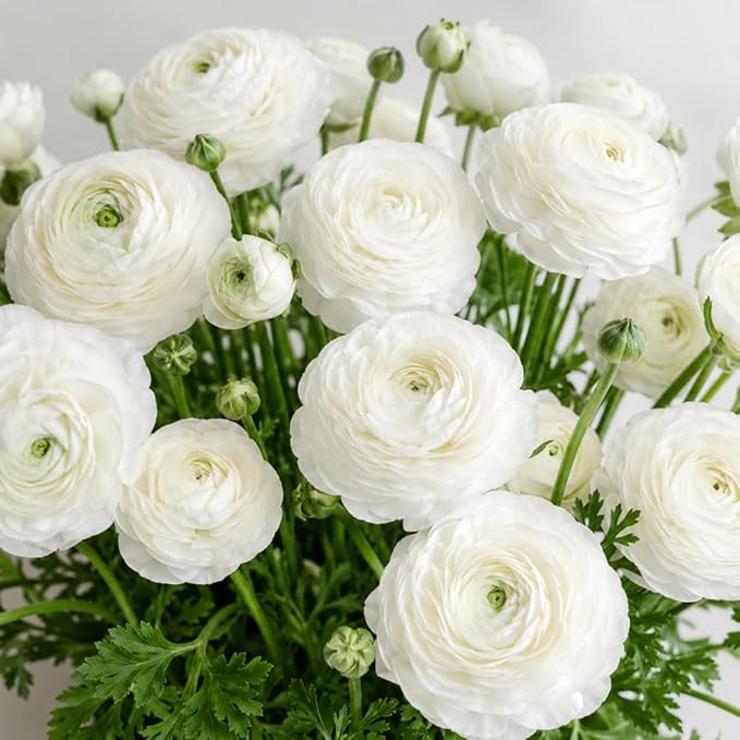 25 Ranunculus Bulbs for Spring Planting, Perennial Flowers Bulbs for Gardens, Vibrant Peony Butte... | Amazon (US)