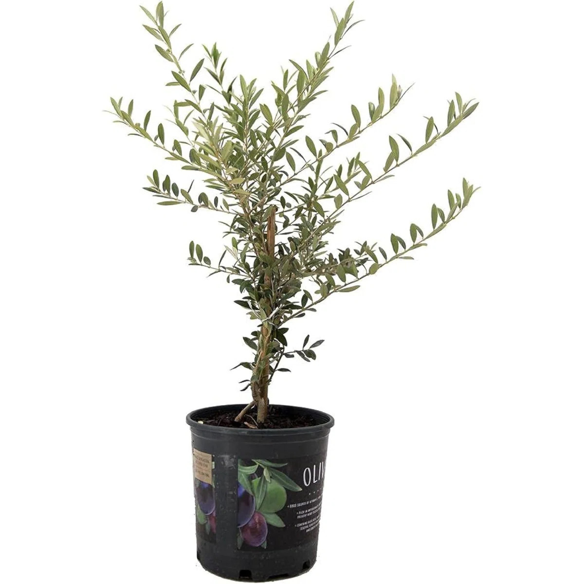 Flowering American Plant Exchange Arbequina Olive Tree, 6-Inch Pot, Live Fruiting Plant, Self-Pol... | Wayfair North America