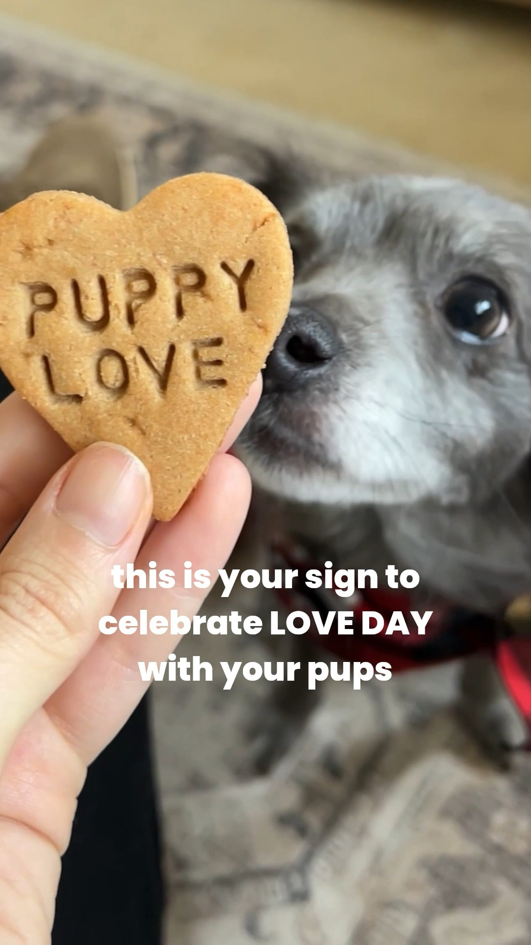 I love celebrating love day with my fur babies! Here are some of my favorites! #doggiftideas #loveday #valentinesday #mydogismyvalentine

#LTKValentine