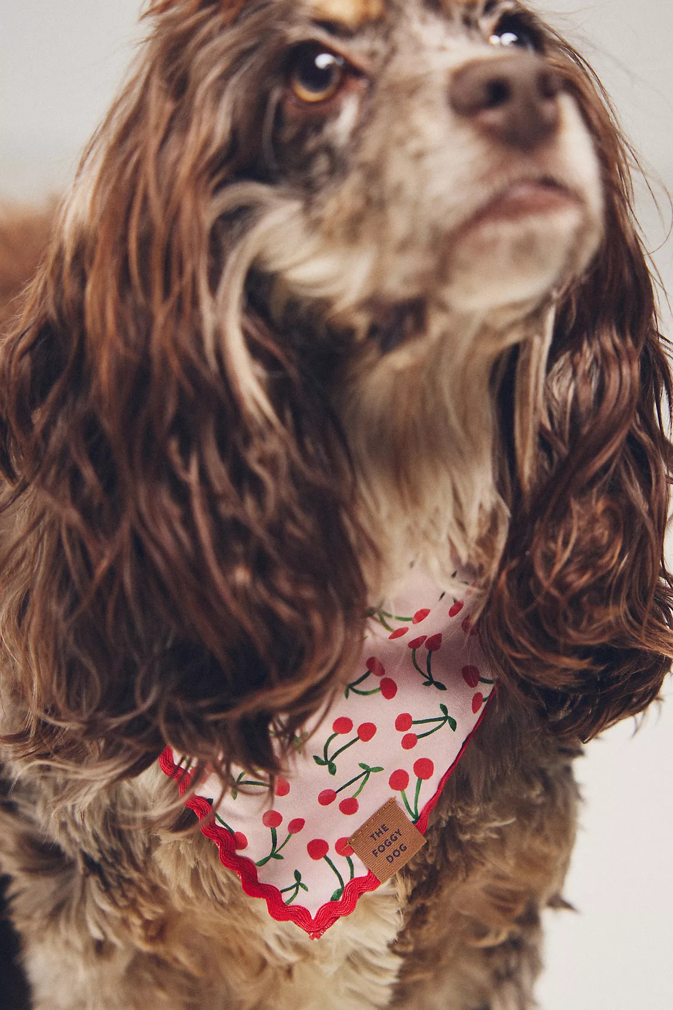The Foggy Dog Ruffle Pet Bandana | Anthropologie (US)