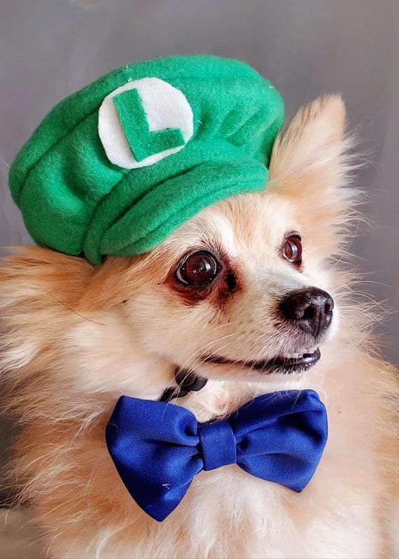 Luigi costume hat green  color  for dog or cat  Small animal Doll / Dog costume/Halloween dog and... | Etsy (US)